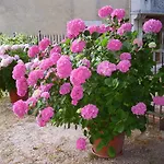 Dea * Valfabbrica