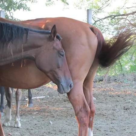 Dea مزرعة للإقامة Valfabbrica