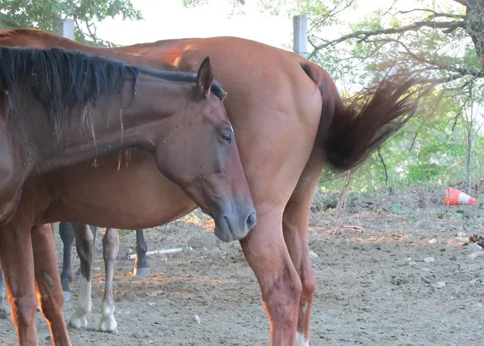 Dea ファームステイ Valfabbrica